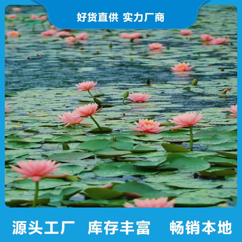 睡蓮和荷花的區(qū)別廠家-合作共贏