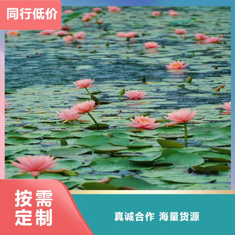 睡蓮什么時候開花加工定制