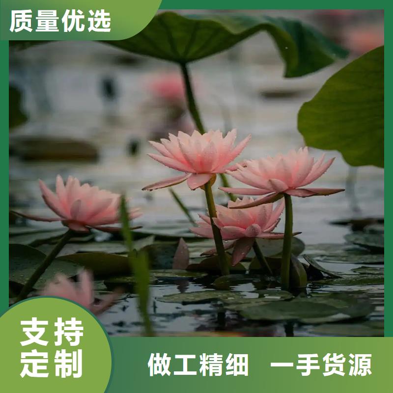 睡蓮和荷花的區(qū)別廠家-合作共贏