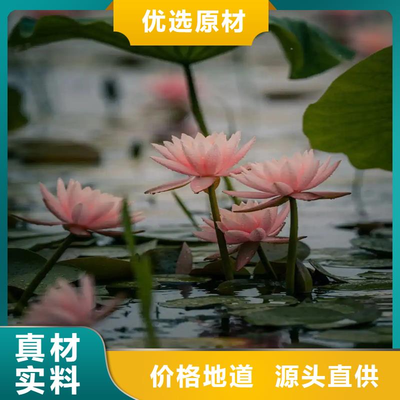 港睡蓮的花語和寓意-點(diǎn)擊咨詢