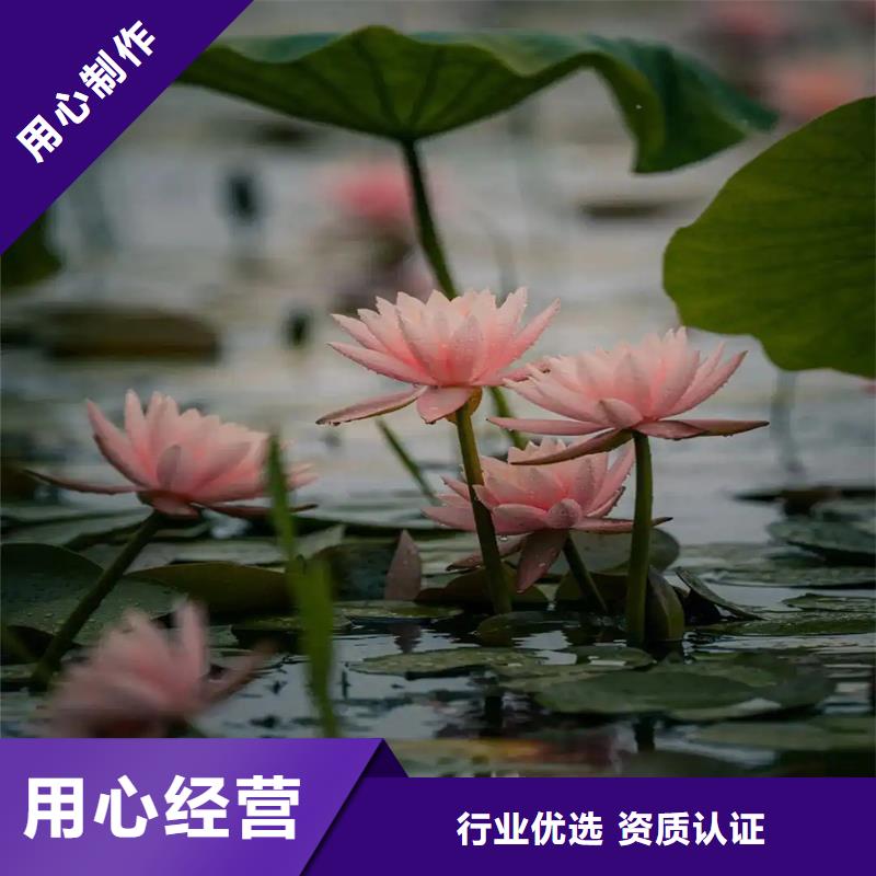 睡蓮種子-用的放心