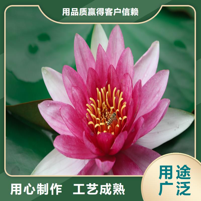 睡蓮種子-用的放心