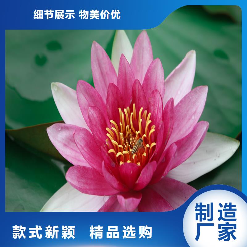 睡蓮和荷花的區(qū)別廠家-合作共贏