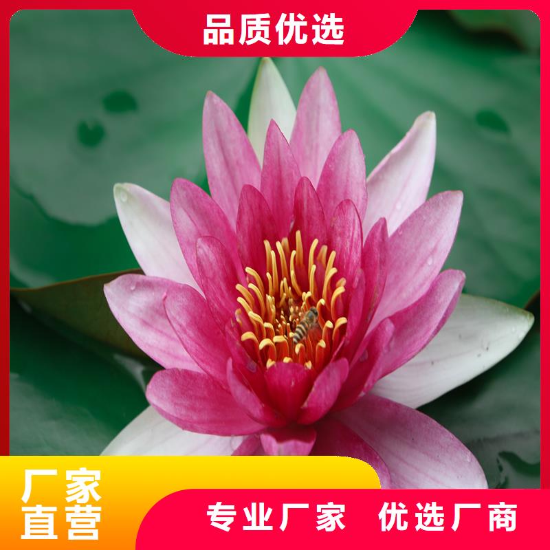 睡蓮和荷花的區(qū)別經(jīng)銷商