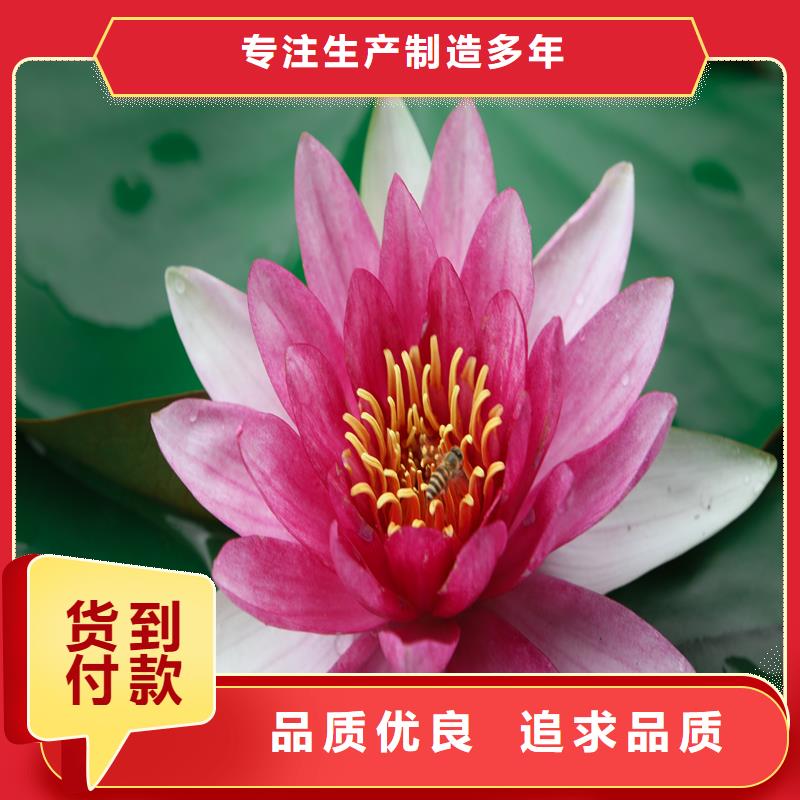 新款睡蓮種苗廠家