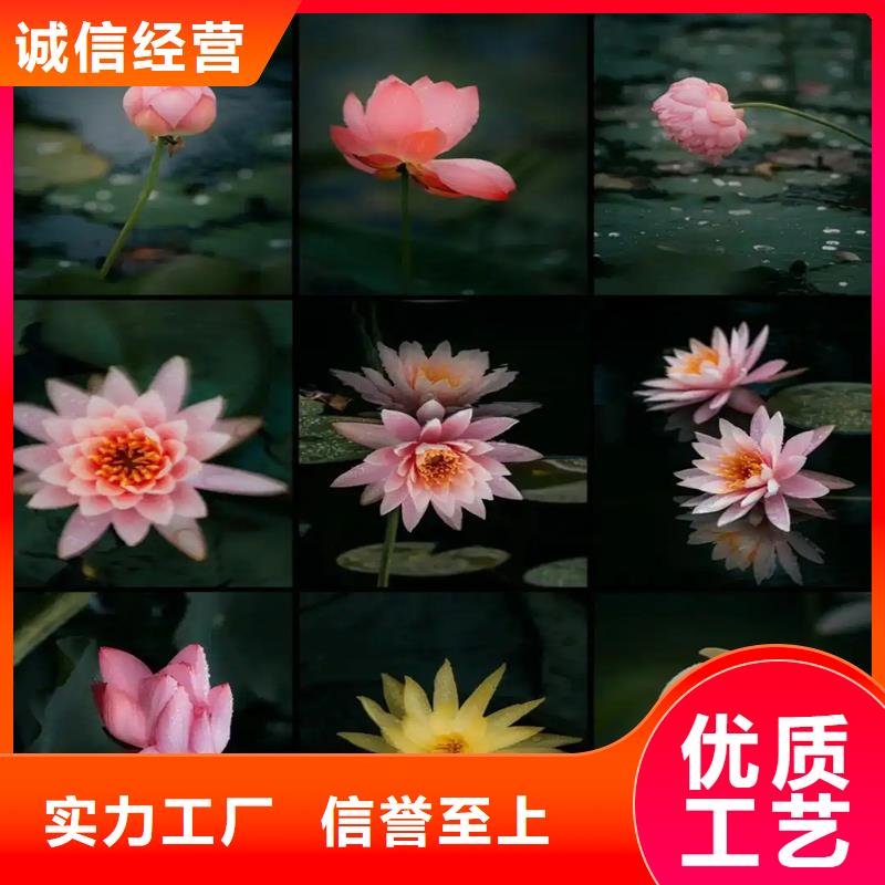 睡蓮什么時候開花加工定制