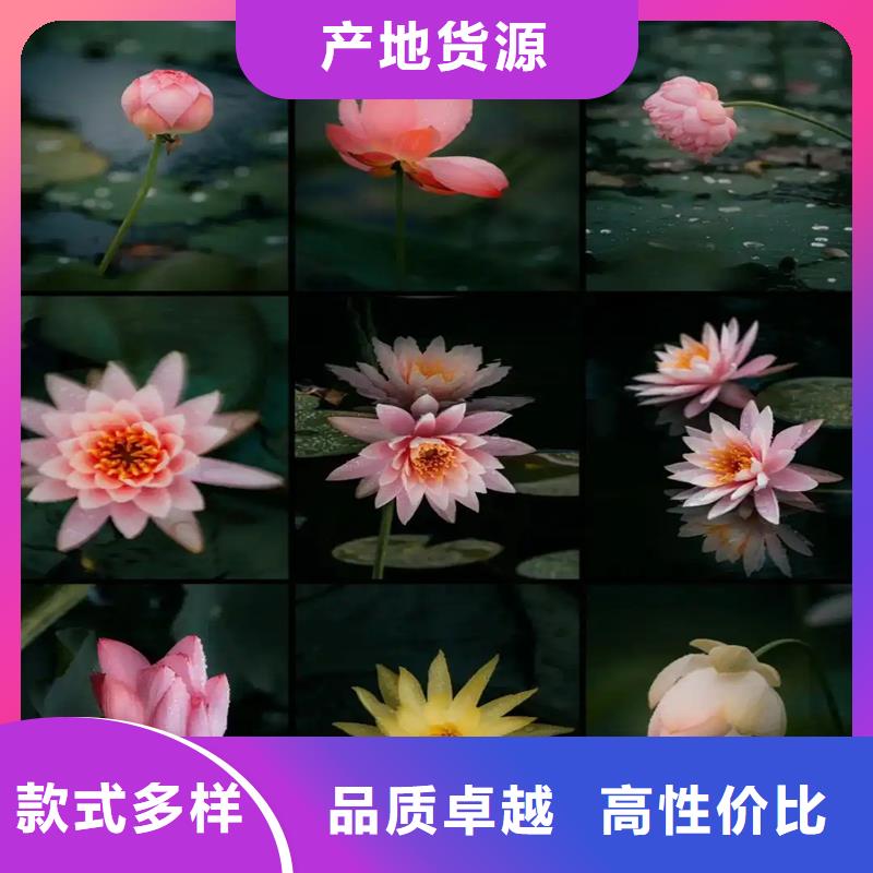 港睡蓮的花語和寓意-點(diǎn)擊咨詢