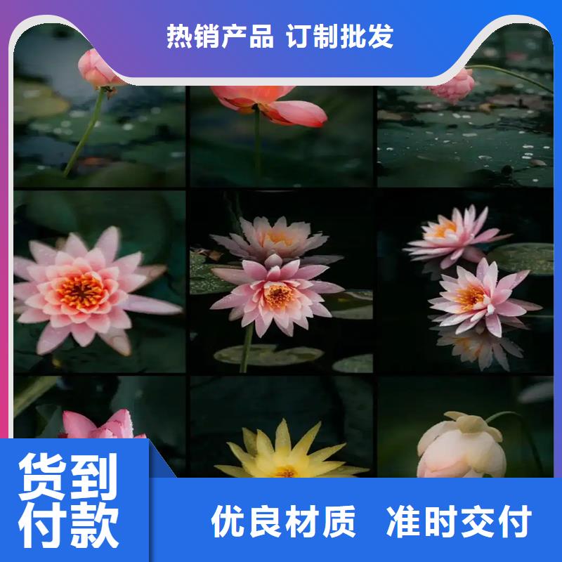 睡蓮和荷花的區(qū)別廠家-合作共贏