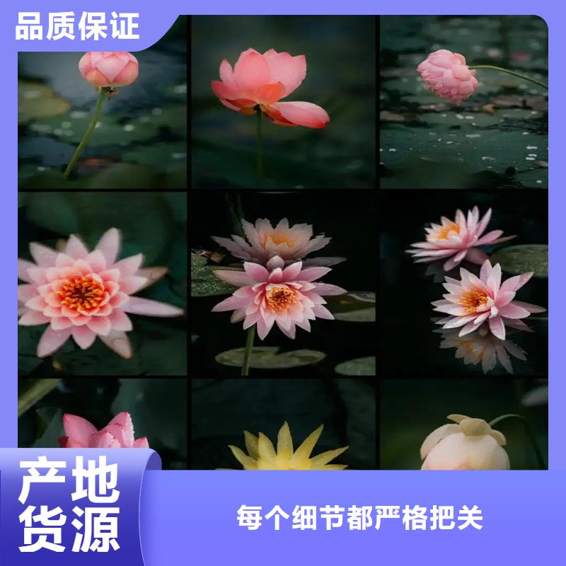 睡蓮種子-用的放心