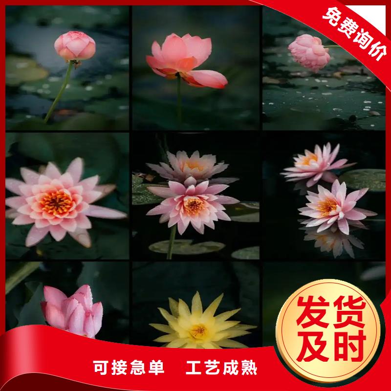 精品睡蓮-精品睡蓮售后保障