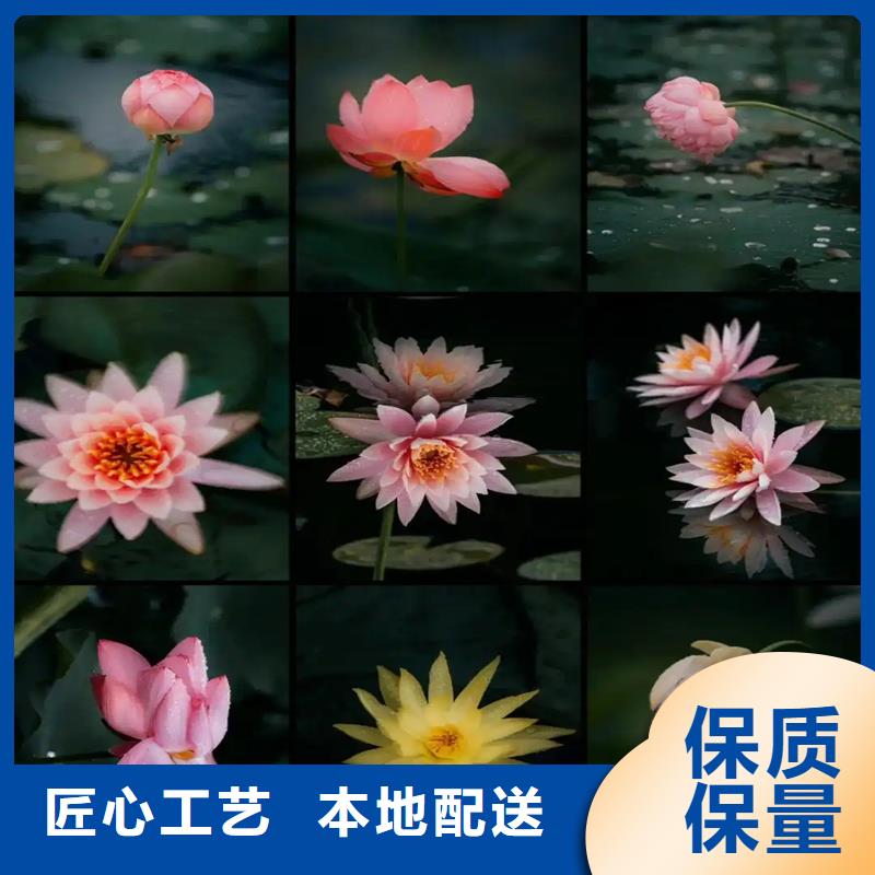 睡蓮和荷花的區(qū)別經(jīng)銷商