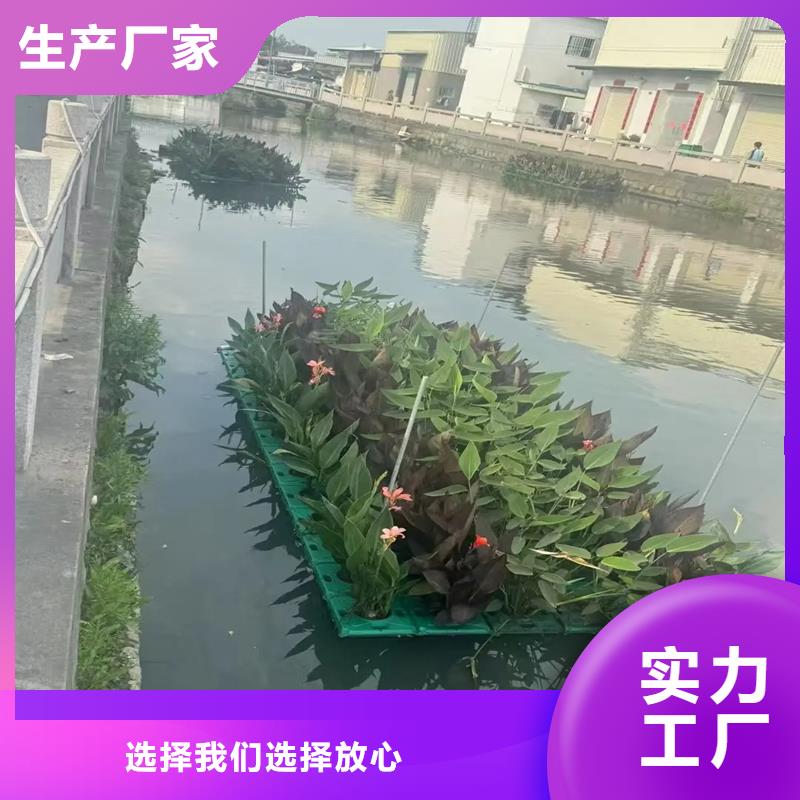 浮島水生全國銷售點(diǎn)