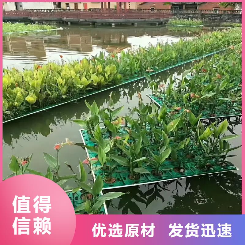 浮島水生全國銷售點(diǎn)