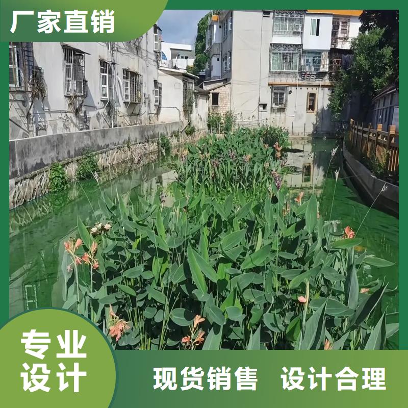 浮島水生全國銷售點(diǎn)