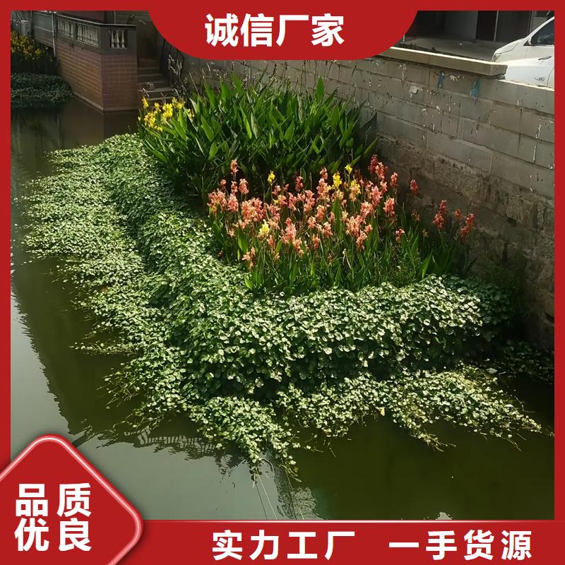 潛流濕地綠化廠家質(zhì)優(yōu)價(jià)廉