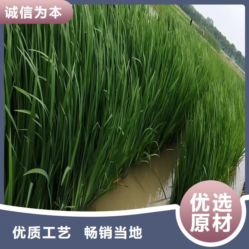 水上生物浮島的工作原理