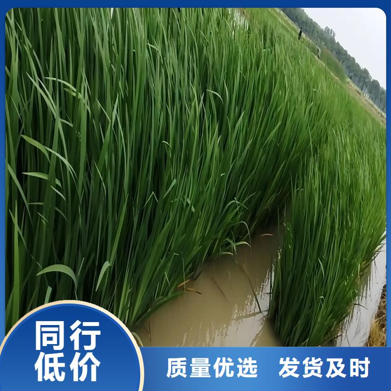 生態(tài)浮床人工浮島-批發(fā)價(jià)格-優(yōu)質(zhì)貨源