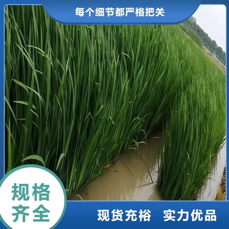 選購(gòu)水域浮島-現(xiàn)貨充足有保障