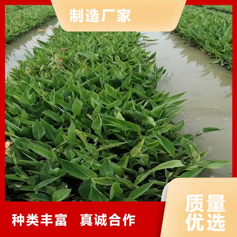 供應批發(fā)河道浮島-好評