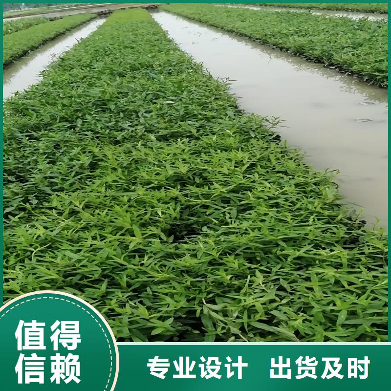 現(xiàn)貨供應(yīng)人工浮島_精選廠家