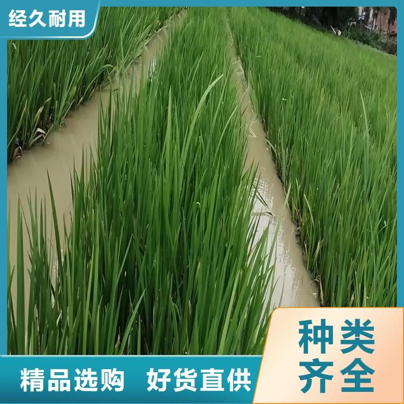 水上生物浮島-用的放心