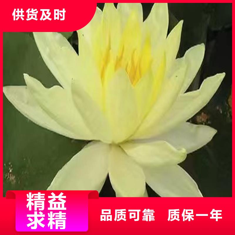 有現(xiàn)貨的盆栽荷花供貨商