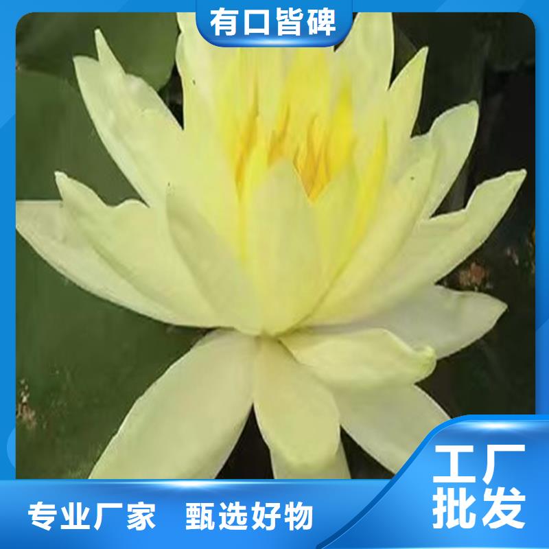 荷花苗適用范圍
