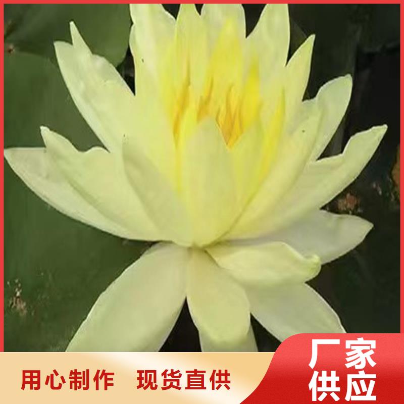 甄選:盆栽荷花苗供貨商