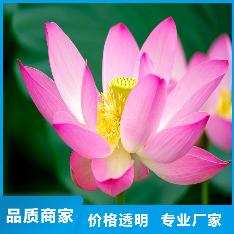 本地荷花廠(chǎng)商