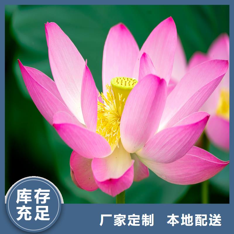 荷花苗基地加工