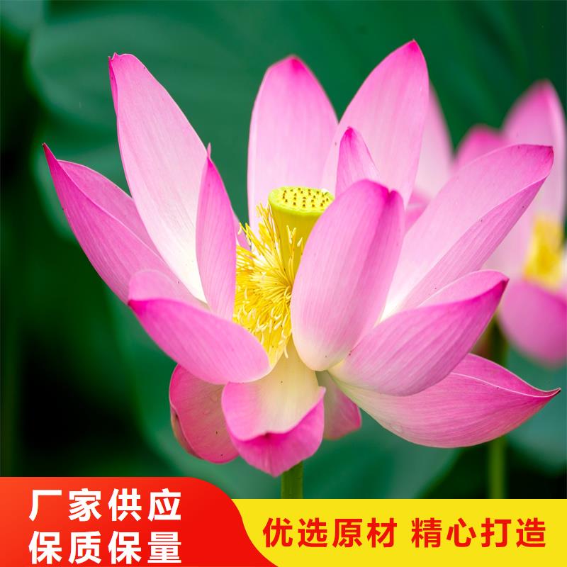 觀賞荷花-觀賞荷花價(jià)格低