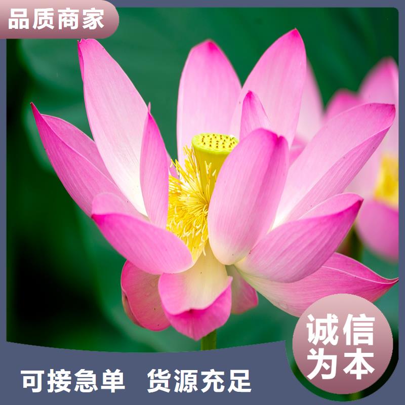 有現(xiàn)貨的盆栽荷花供貨商