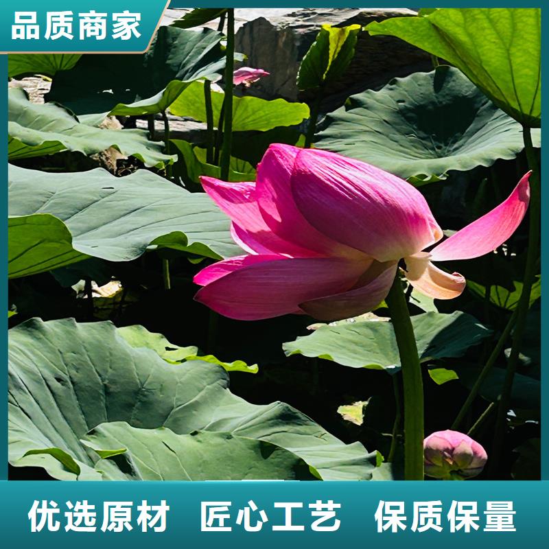 供應(yīng)深水荷花苗_品牌廠家