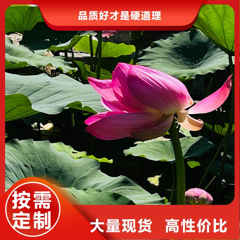 觀賞荷花-觀賞荷花價(jià)格低