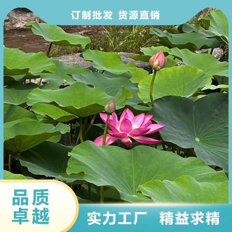 觀賞荷花苗免費(fèi)設(shè)計(jì)
