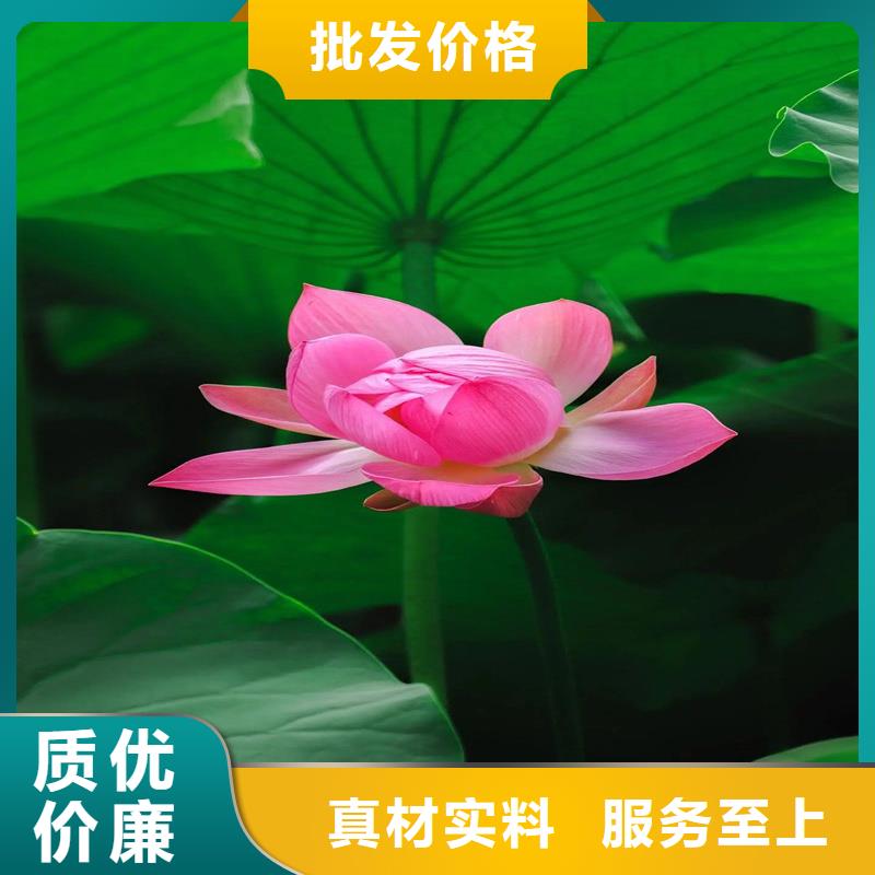 盆栽荷花苗生產(chǎn)銷售