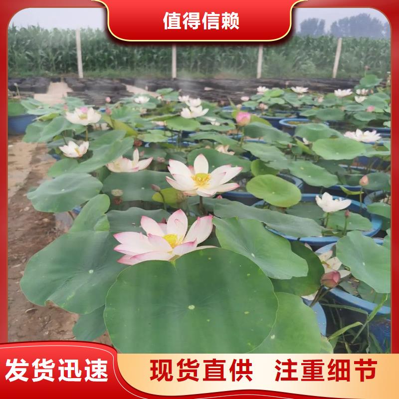 可定制的大型荷花實(shí)體廠家