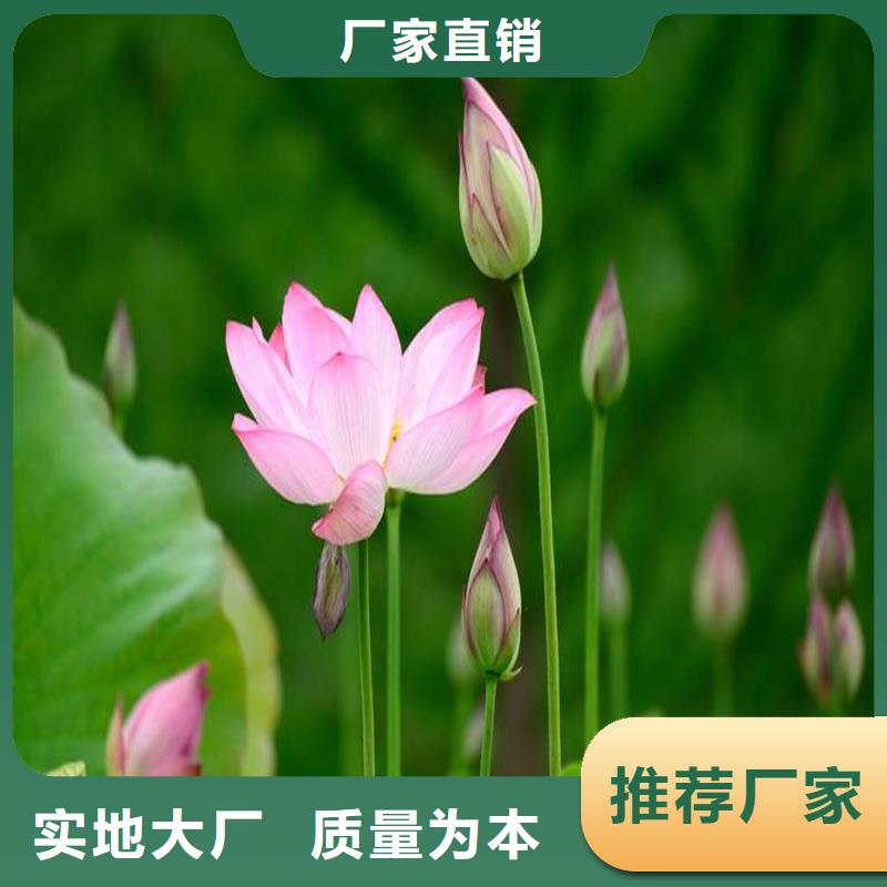 價格低的觀賞荷花苗現(xiàn)貨廠家