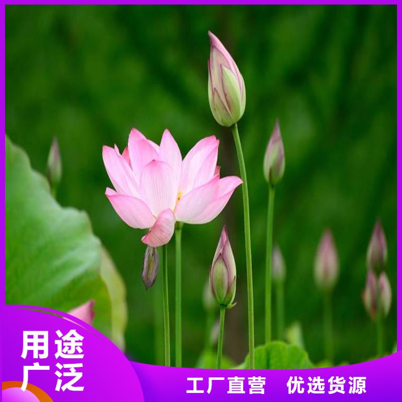 制造大型荷花苗的廠家