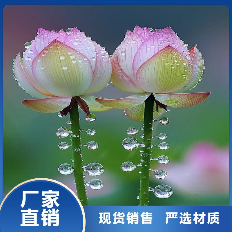 大型荷花供貨商