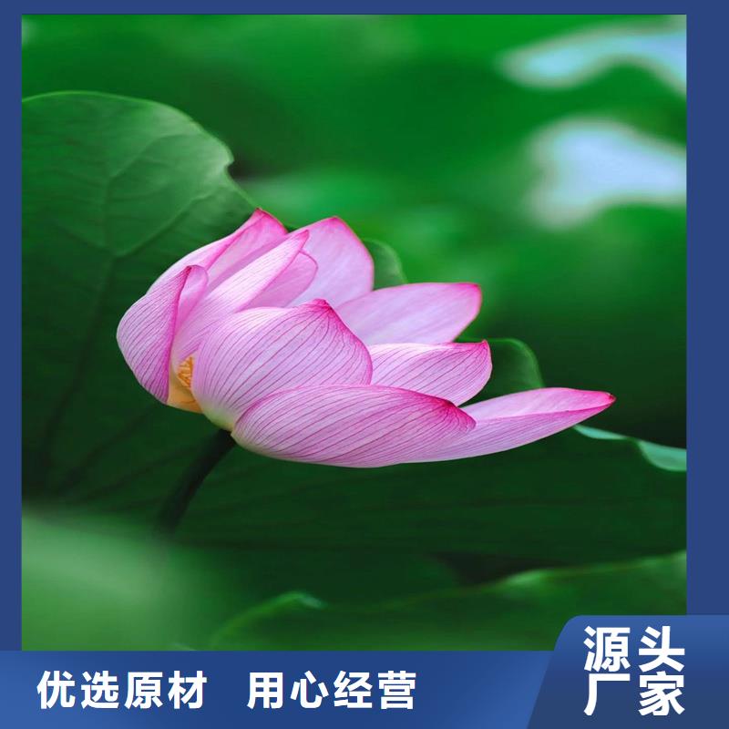 盆栽荷花生產(chǎn)廠家