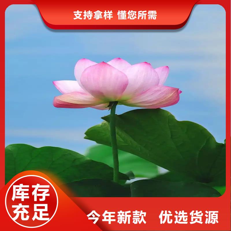 觀賞荷花苗免費(fèi)設(shè)計(jì)