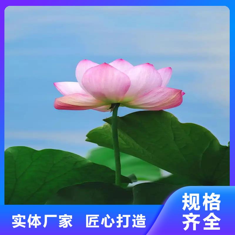 荷花苗基地加工