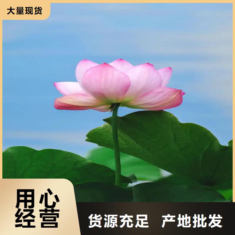 本地荷花廠(chǎng)商