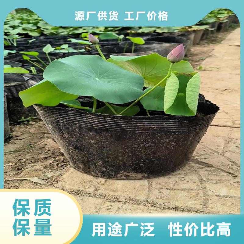 甄選:盆栽荷花苗供貨商