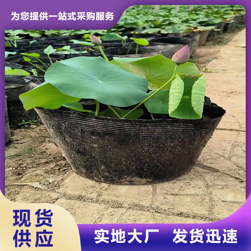 荷花苗現(xiàn)貨采購