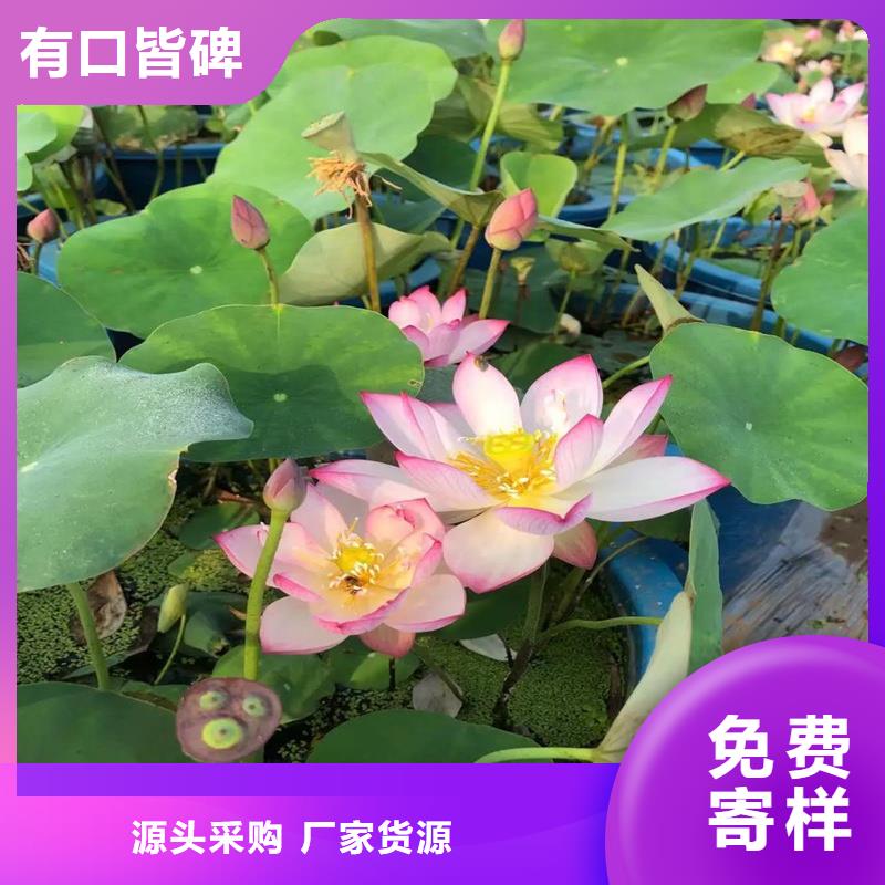 有現(xiàn)貨的盆栽荷花供貨商