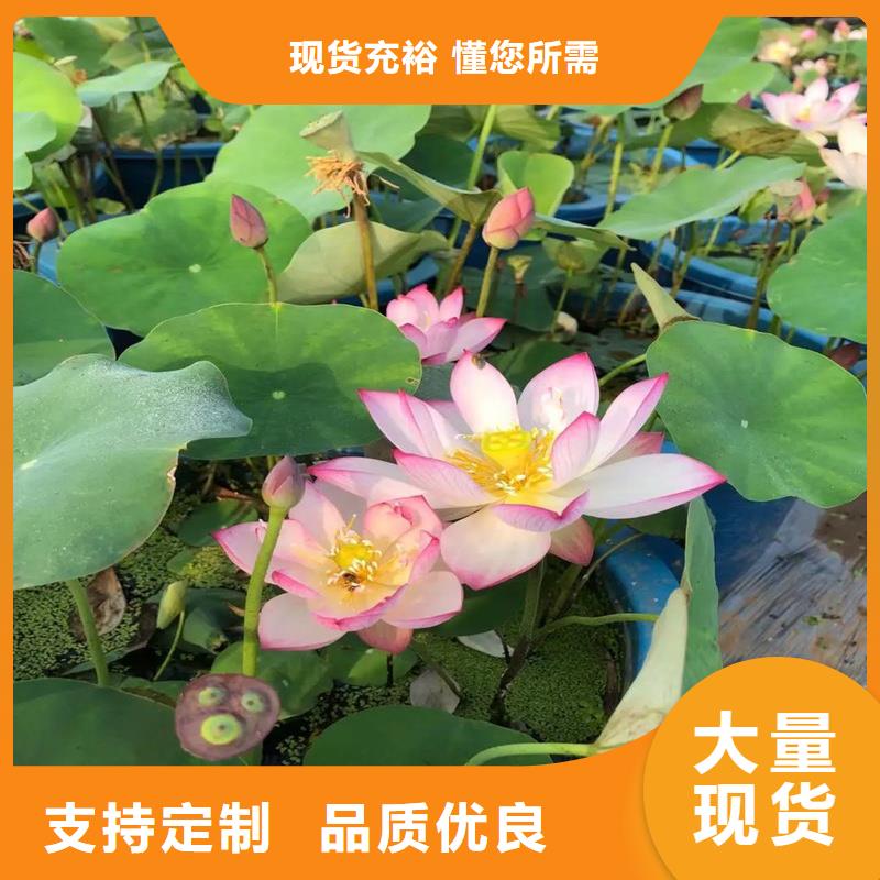 可定制的大型荷花實(shí)體廠家