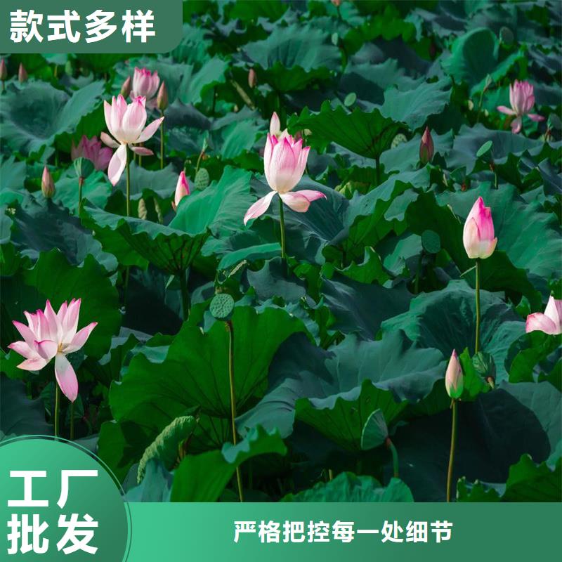 荷花苗可零售