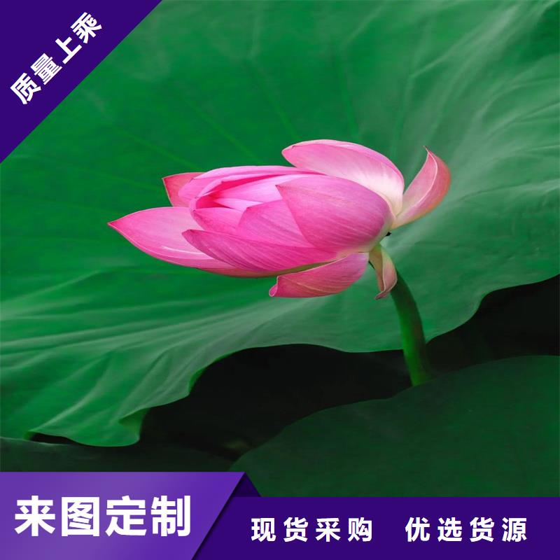 甄選:盆栽荷花苗供貨商